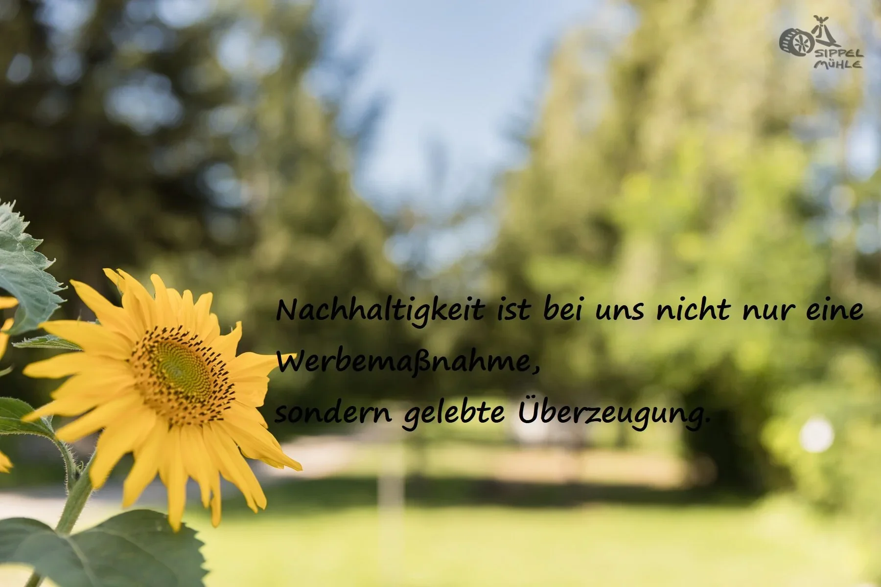 Sonnenblume mit dem Schriftzug: Nachhaltigkeit ist gelebte Überzeugung.