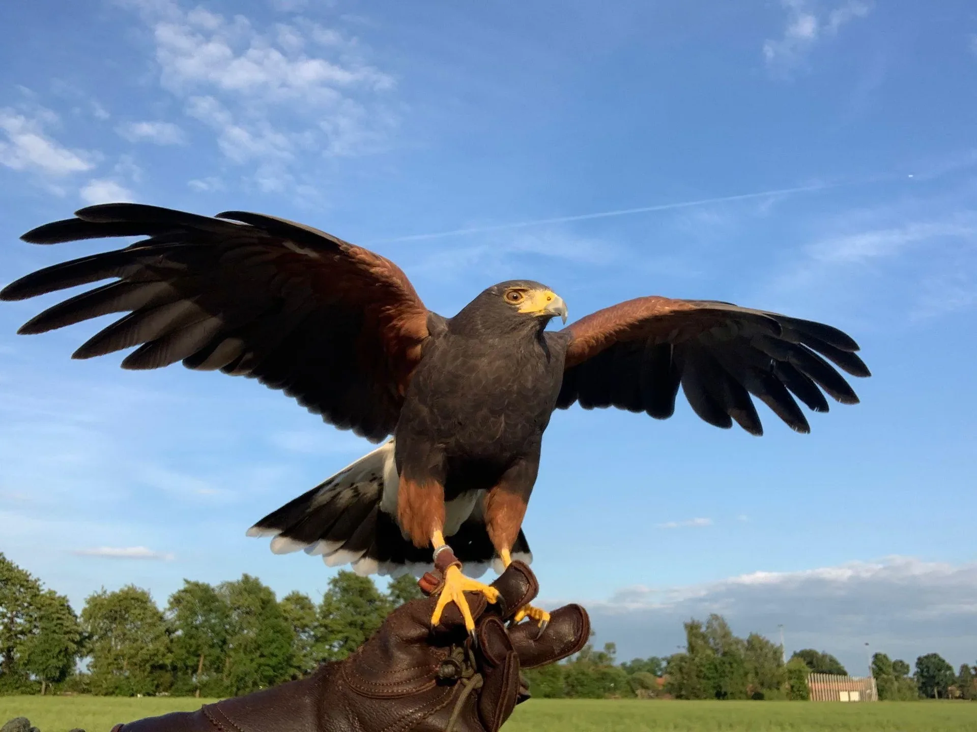 Wüstenbussard im Flug.