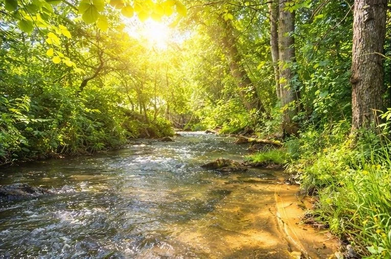 Bachlauf mit sandigem Ufer und schattenspendenden Bäumen.