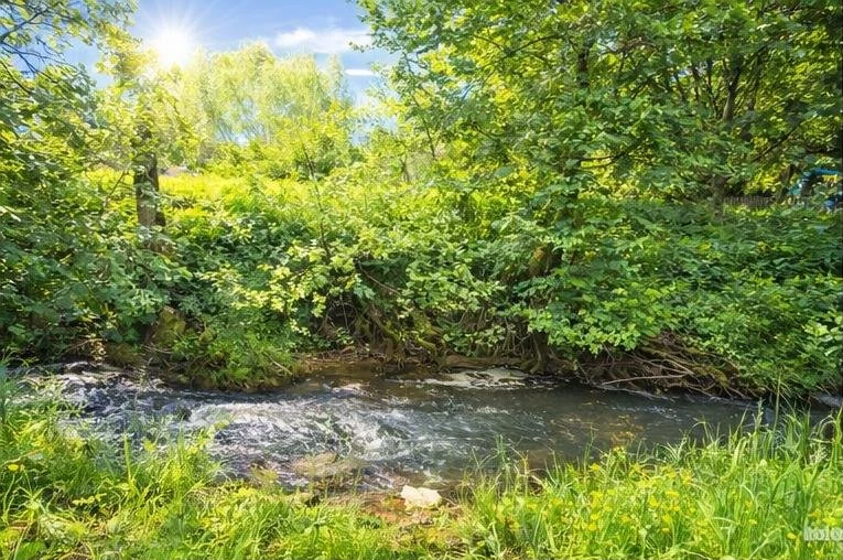 Bachlauf mit grün bewachsenen Ufern im Sonnenlicht.