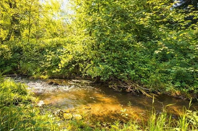 Sonnenlicht auf dem flachen Wasser unter den Bäumen.