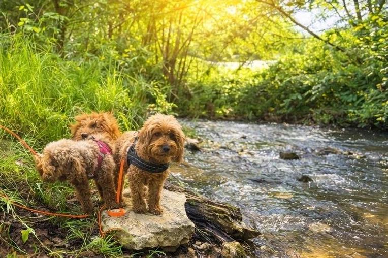 Drei angeleinte Hunde am Ufer eines Bachlaufs.